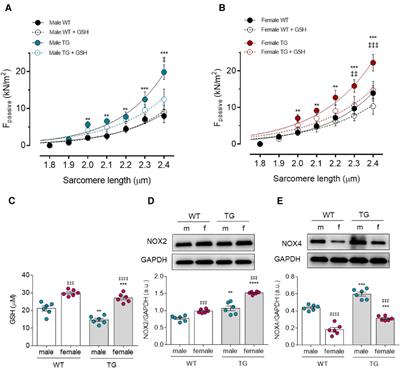 Oxidative stress and inflammation distinctly drive molecular mechanisms of diastolic dysfunction and remodeling in female and male heart failure with preserved ejection fraction rats